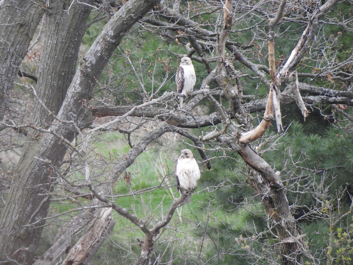 Red-tailed Hawk - ML476449751