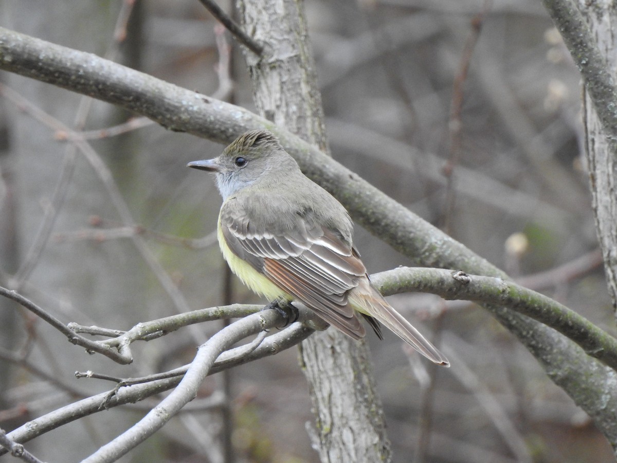 Great Crested Flycatcher - ML476450181