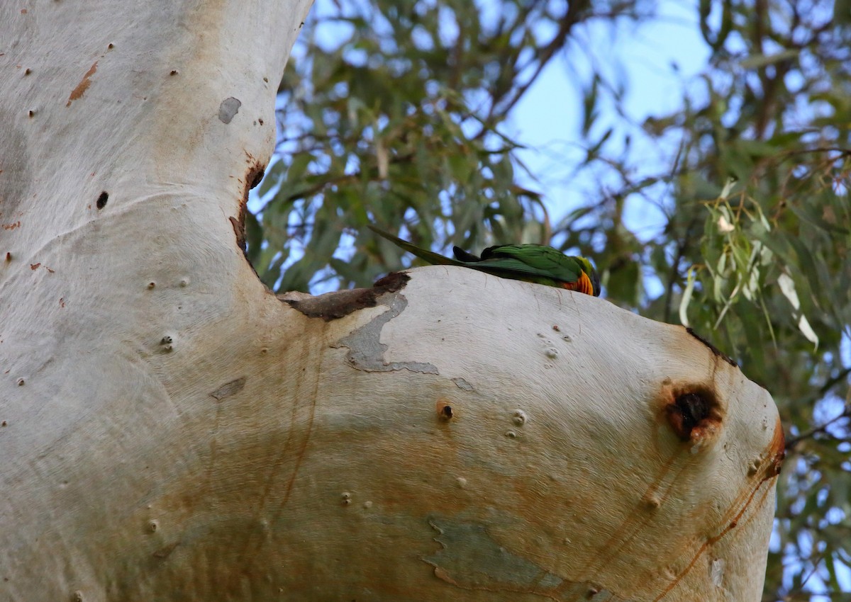 Rainbow Lorikeet - ML476450591