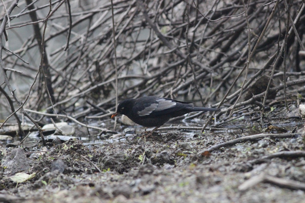 Gray-winged Blackbird - ML47645091