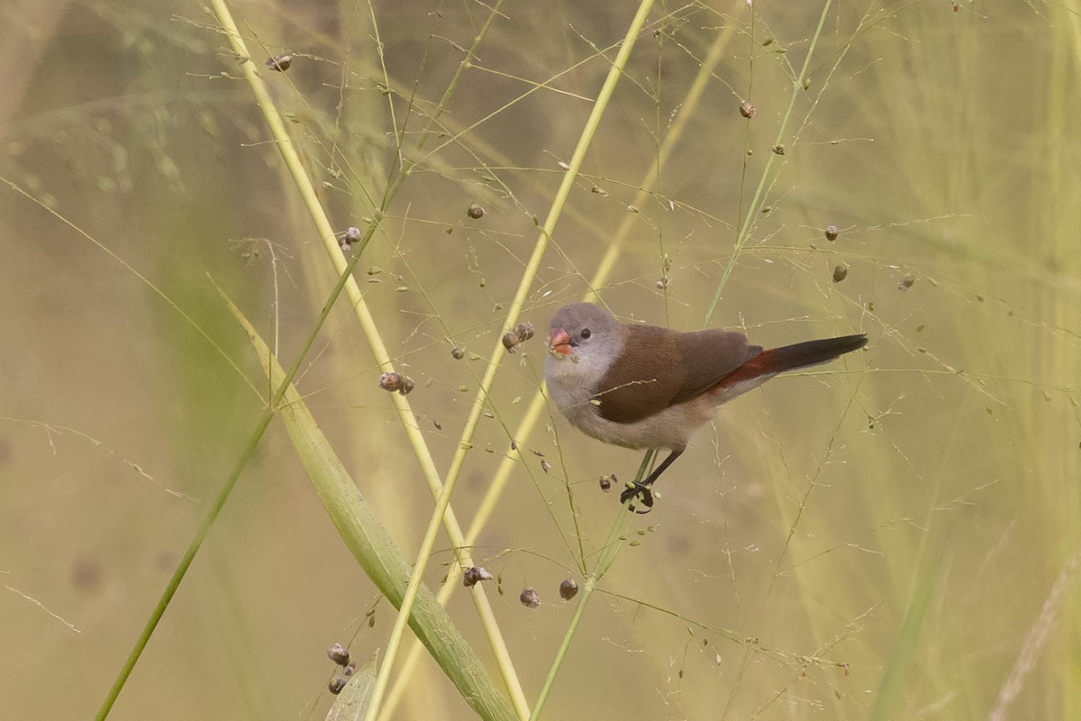 Fawn-breasted Waxbill (Fawn-breasted) - ML476451141