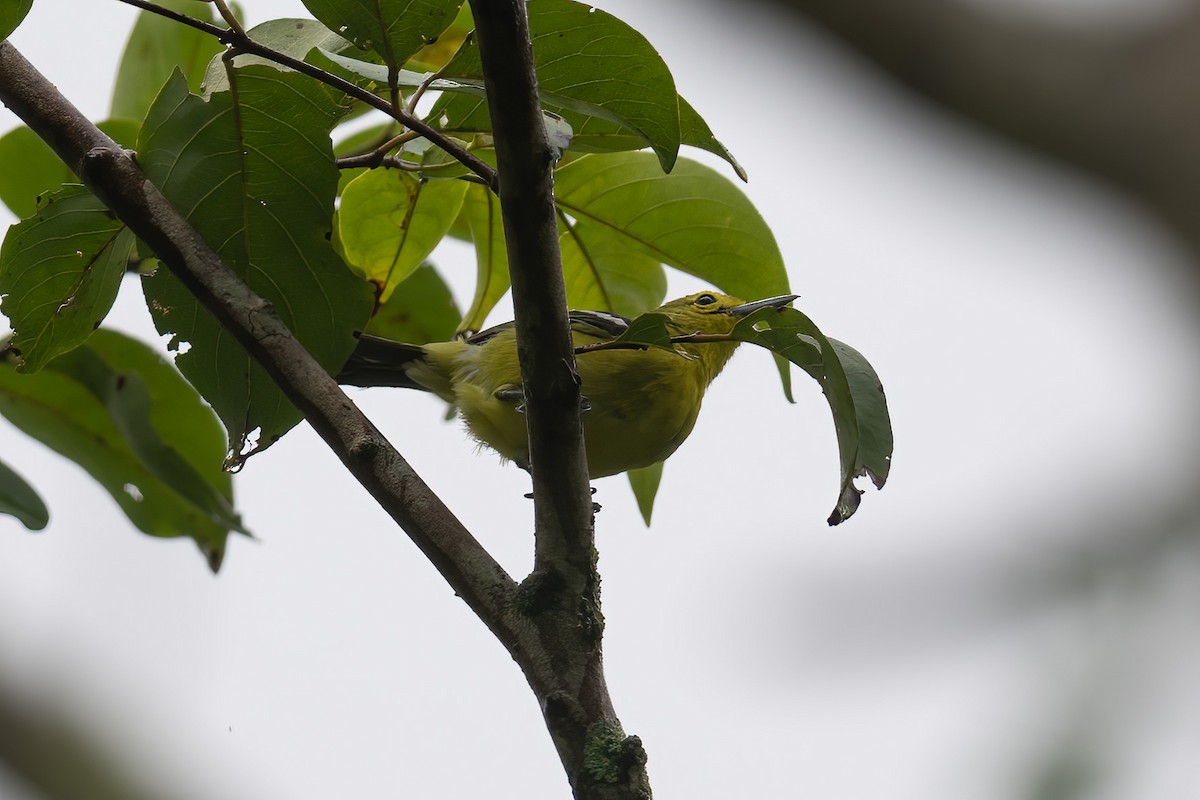 Common Iora - Mike Hooper