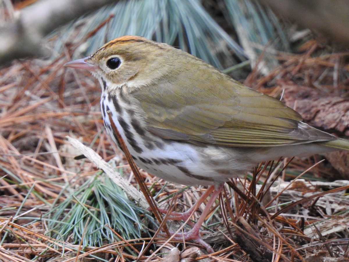 Ovenbird - ML476452611