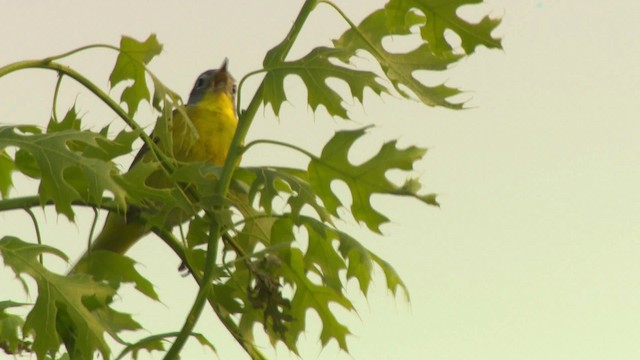 Nashville Warbler - ML476453