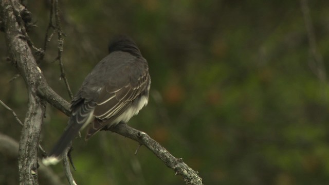 Eastern Kingbird - ML476458