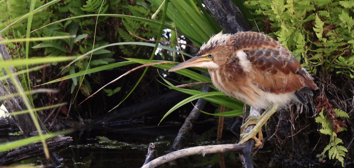 Least Bittern - ML476458431