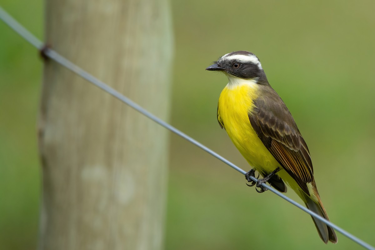 Social Flycatcher - ML476458601