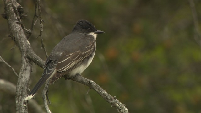 Eastern Kingbird - ML476459