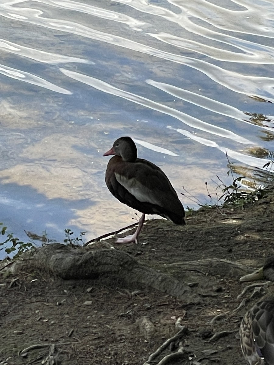 Black-bellied Whistling-Duck - Jeff Lemons