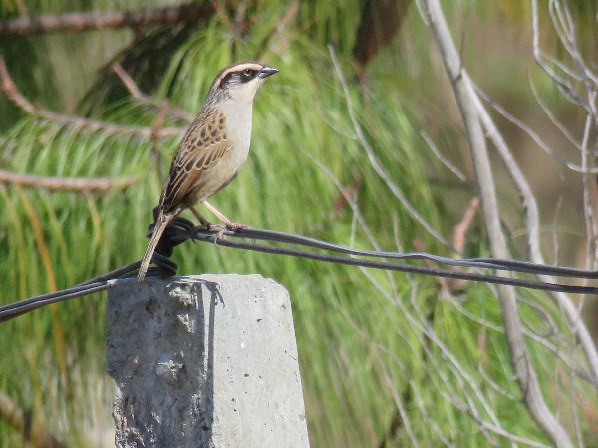 Striped Sparrow - ML47646241