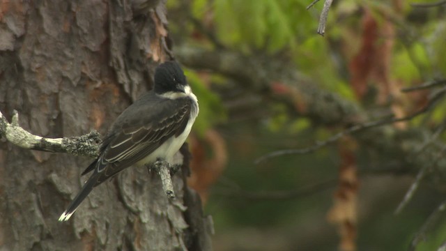 Eastern Kingbird - ML476466