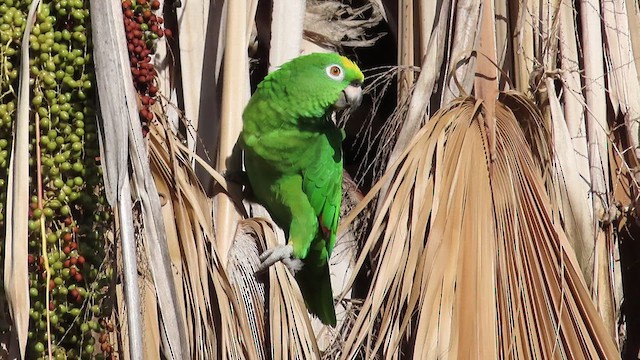 Yellow-crowned Parrot - ML476466421