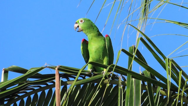 Yellow-crowned Parrot - ML476466431