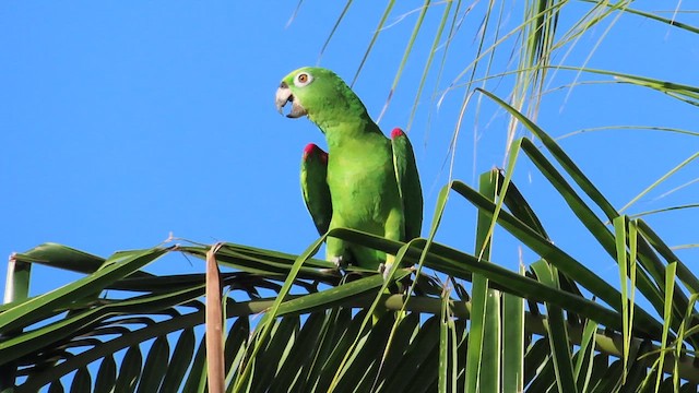 キビタイボウシインコ - ML476466431