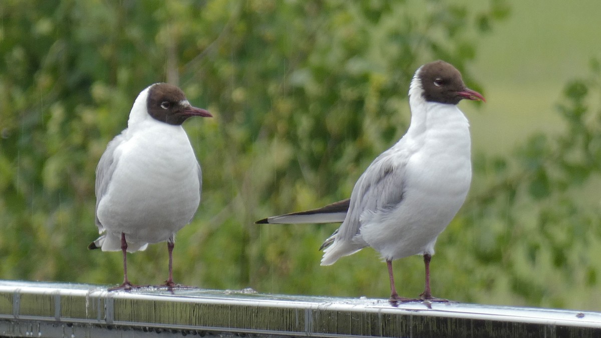 Black-headed Gull - ML476467081