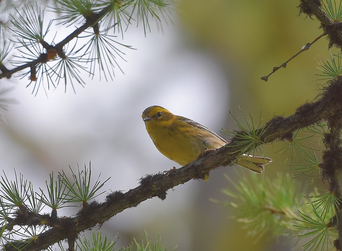 Townsend's Warbler - ML476467091