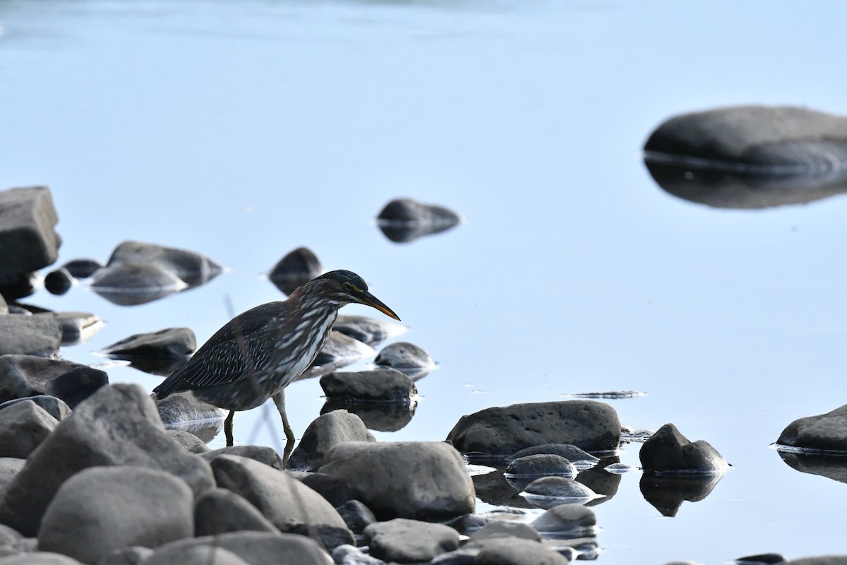 Green Heron - ML476467181