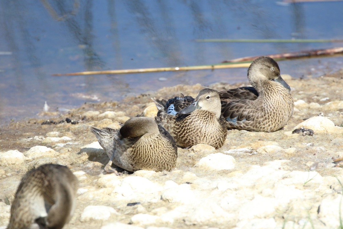 Blue-winged Teal - ML476467401