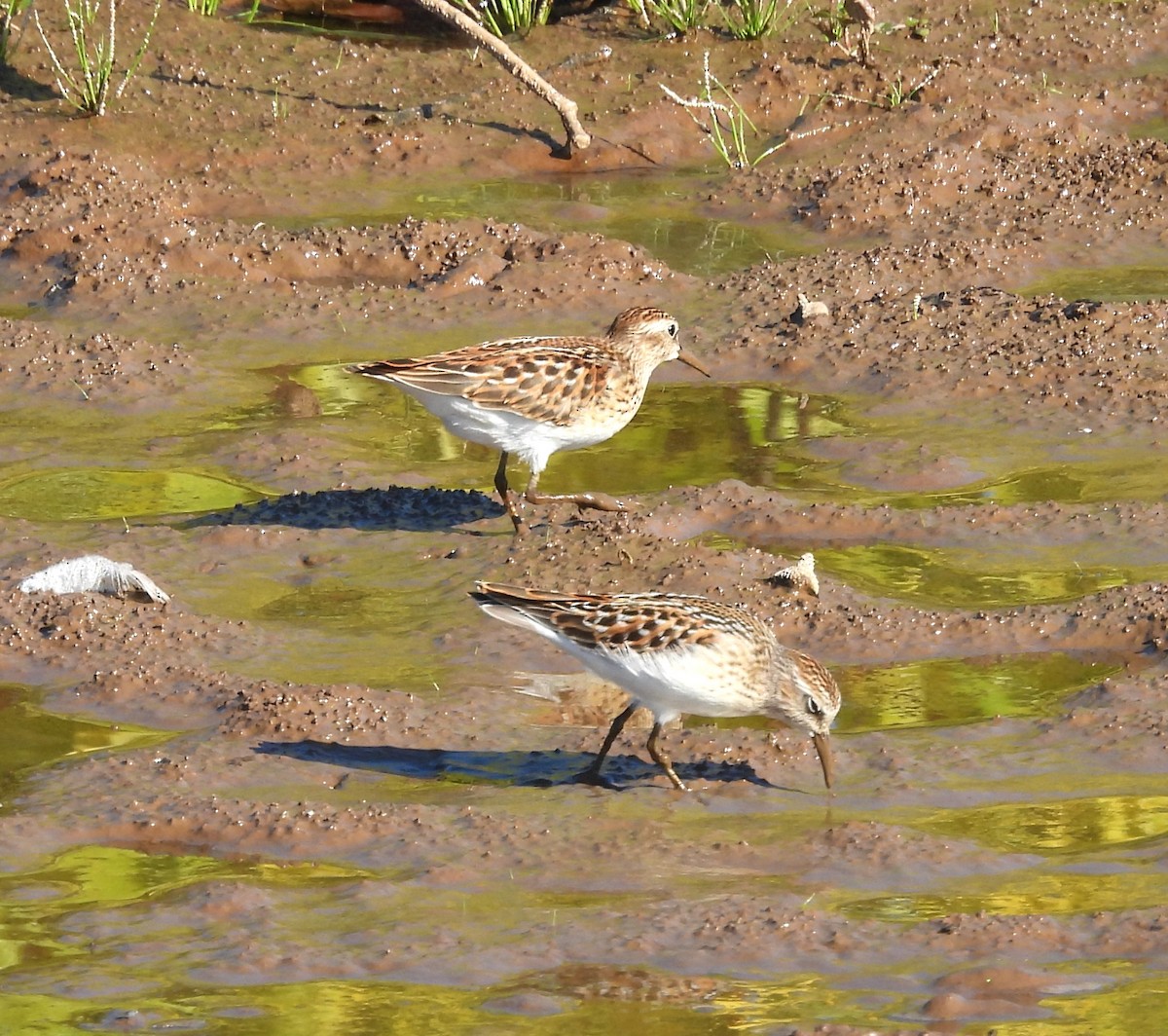 Least Sandpiper - ML476468611