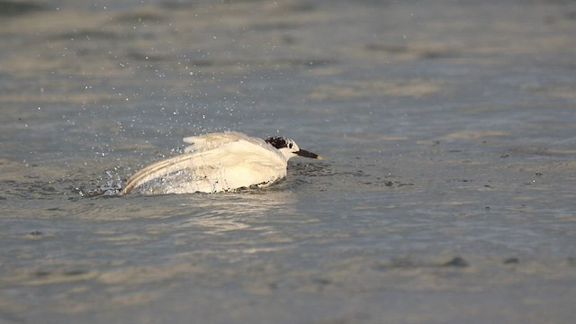 Крячок рябодзьобий (підвид acuflavidus) - ML476468621