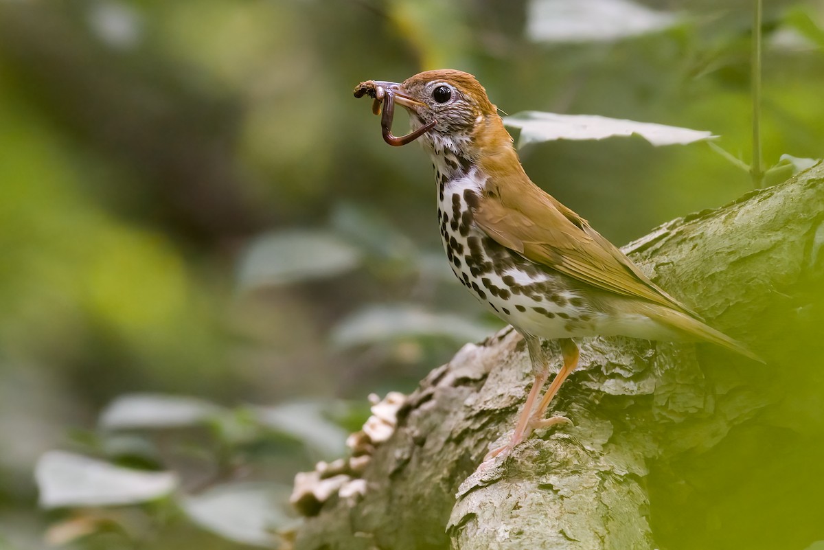 Wood Thrush - ML476468681