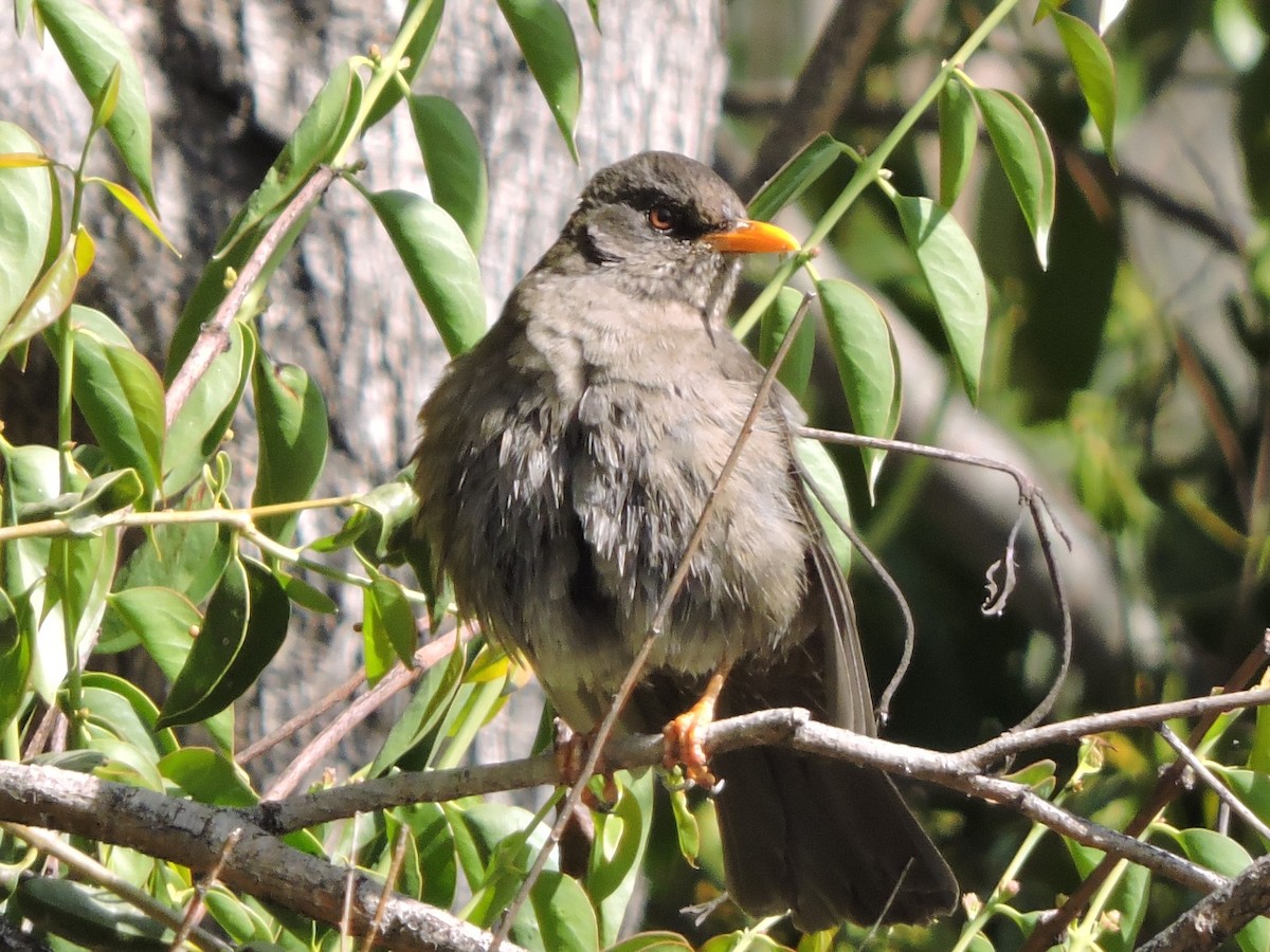 Chiguanco Thrush - Michael Clay