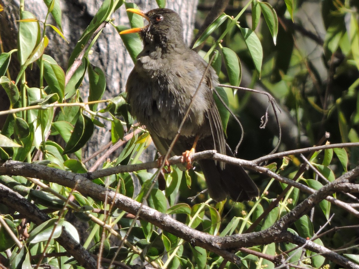 Chiguanco Thrush - ML476468741