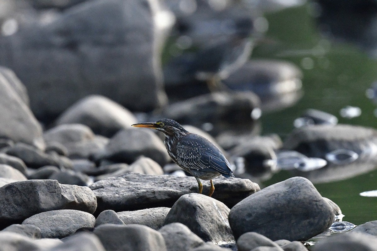 Green Heron - ML476468771
