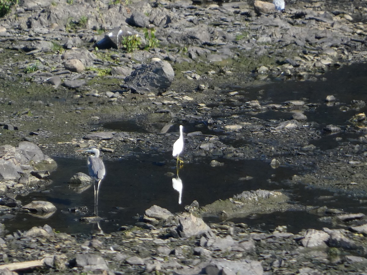 Snowy Egret - ML476468871