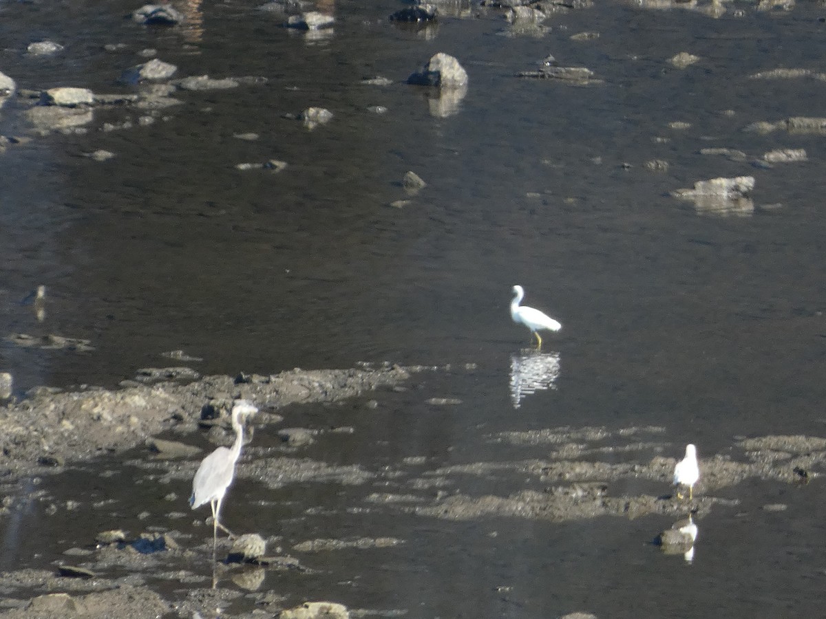 Snowy Egret - ML476468881