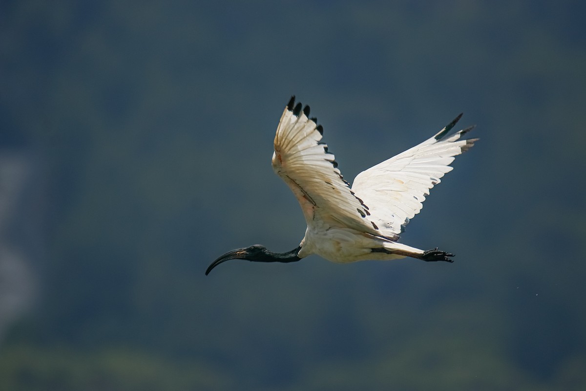 ibis posvátný - ML476469161