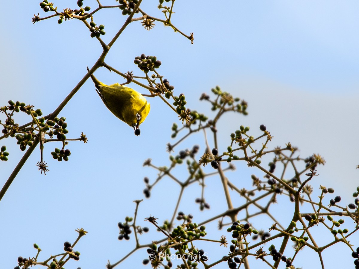 Indian White-eye - ML476469901