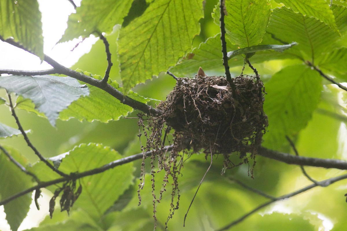 Acadian Flycatcher - ML476469951