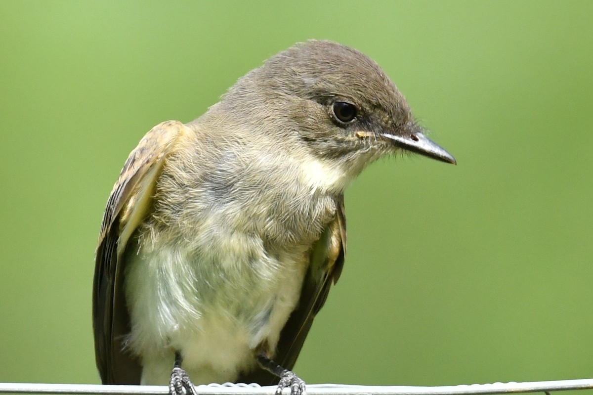 Eastern Wood-Pewee - ML476470531