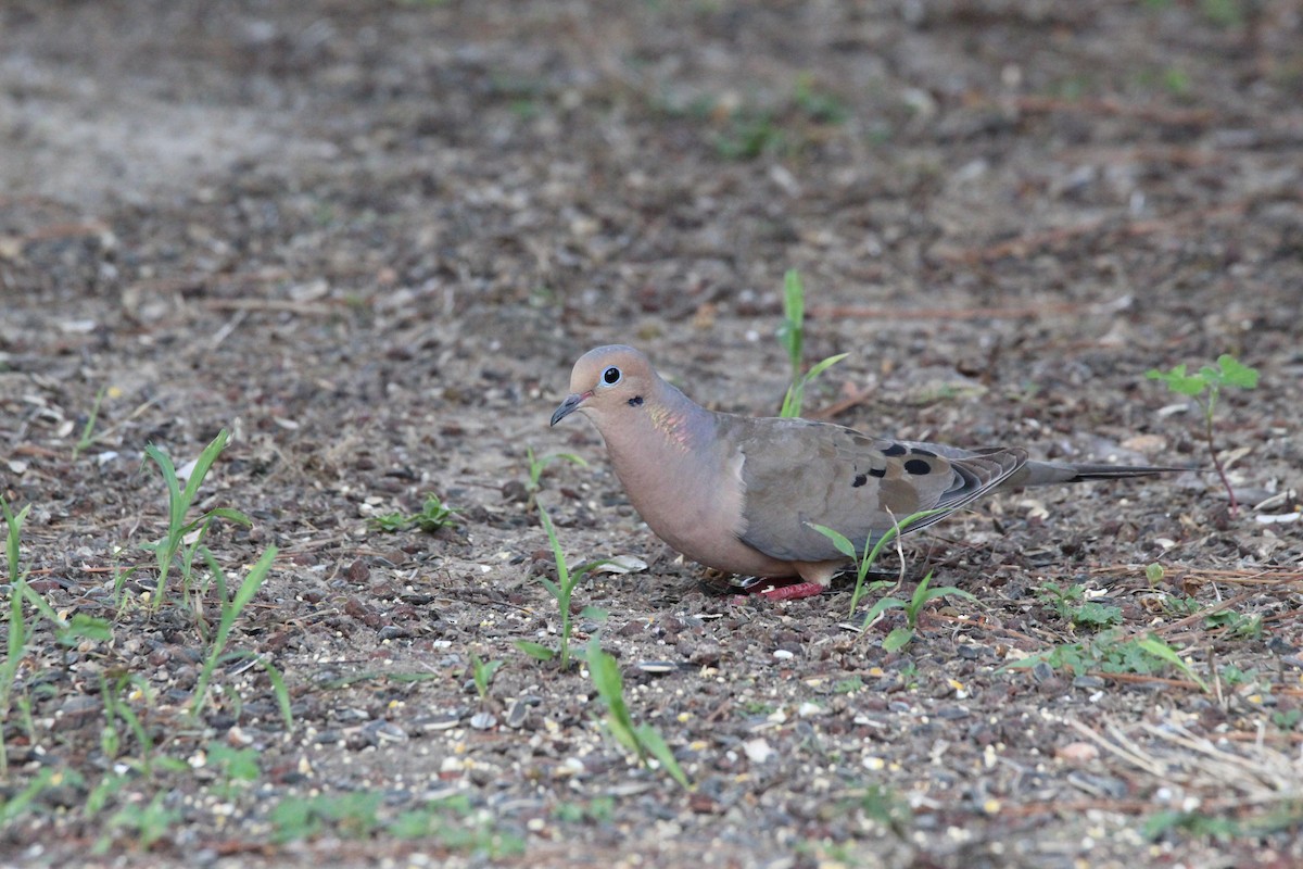 Mourning Dove - ML476471051