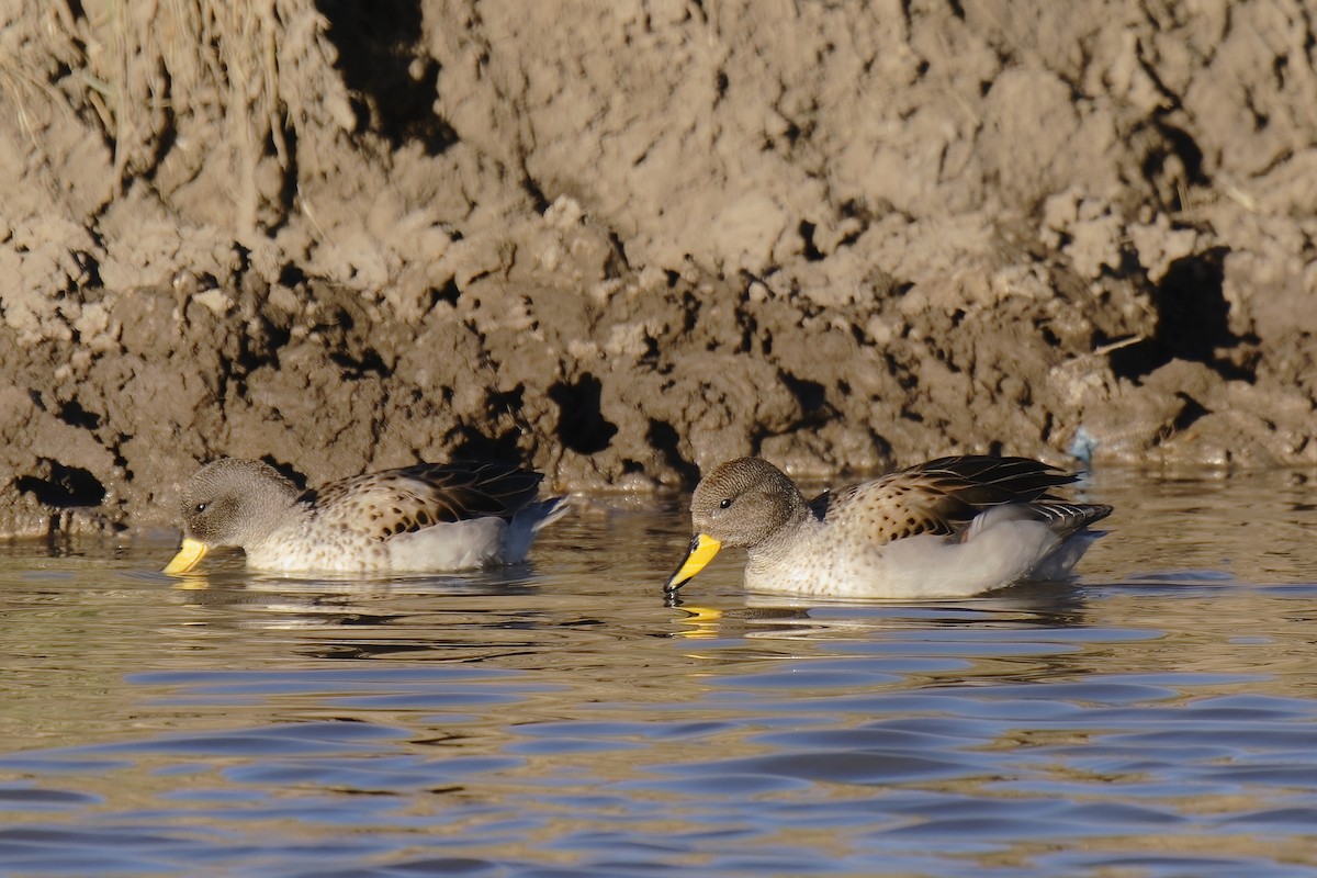 Yellow-billed Teal - Holger Teichmann