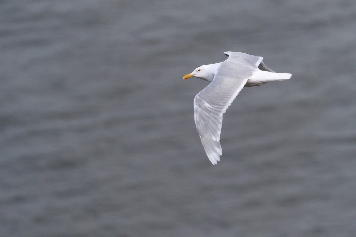 Glaucous Gull - Cameron Eckert