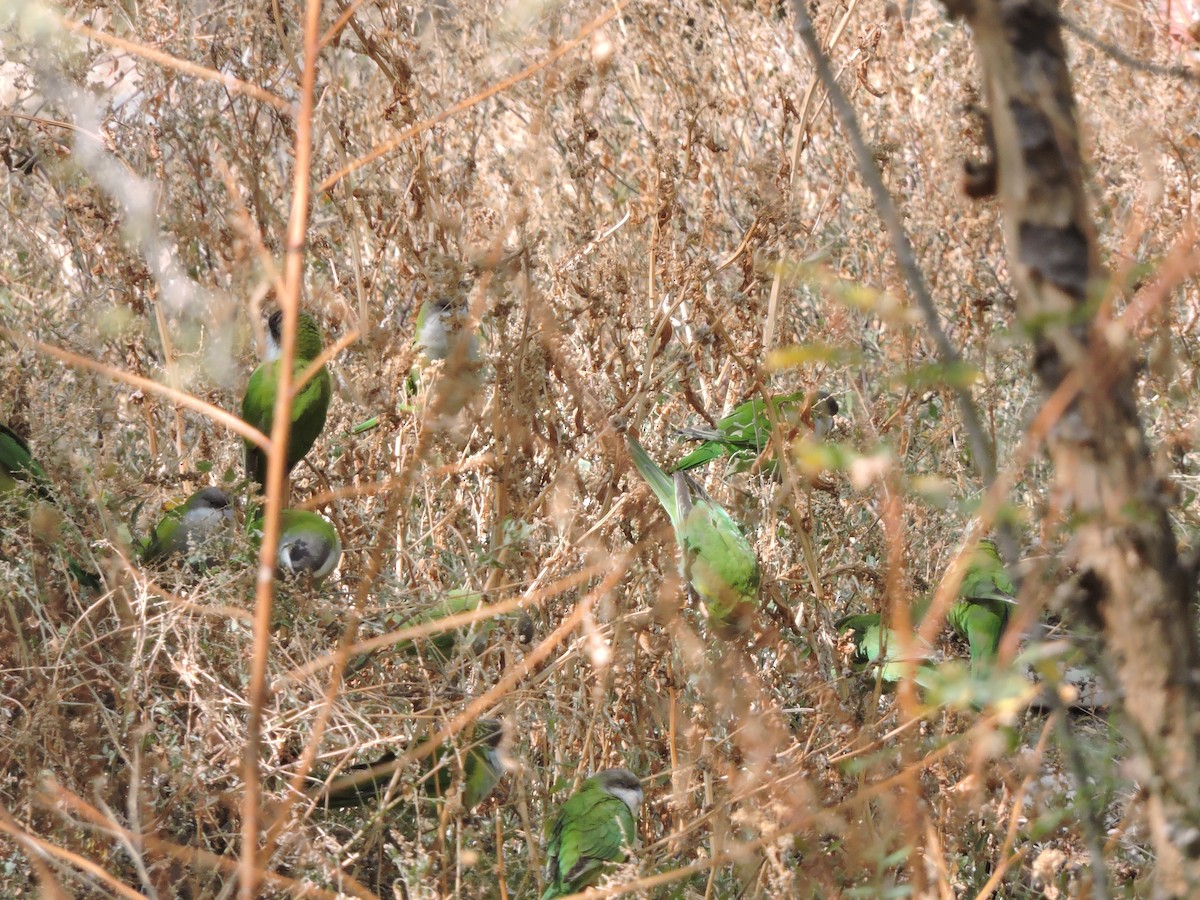 Gray-hooded Parakeet - ML476474251