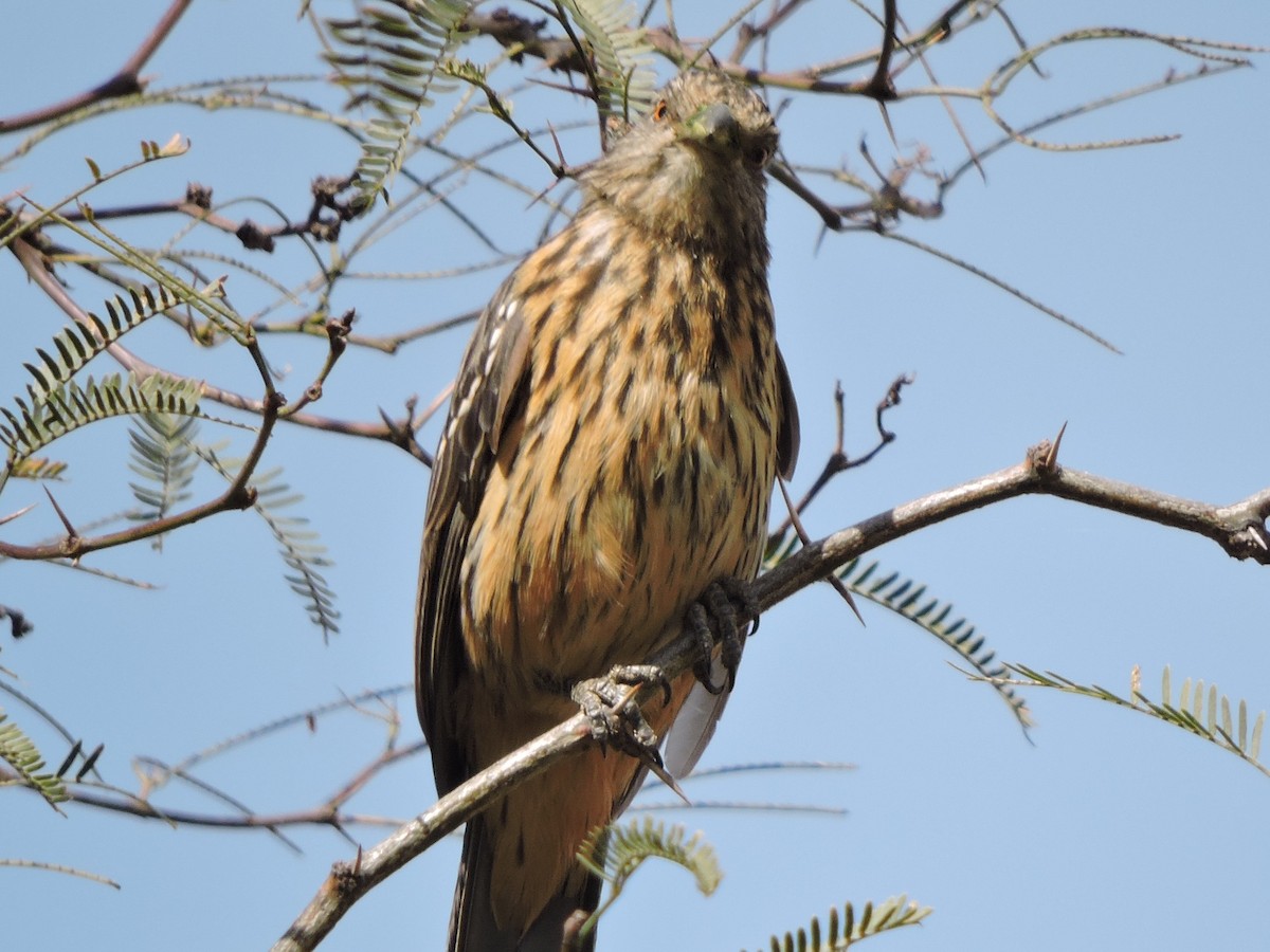 Rara du Paraguay - ML476475331