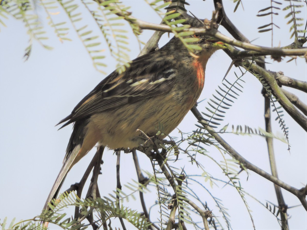 White-tipped Plantcutter - Michael Clay