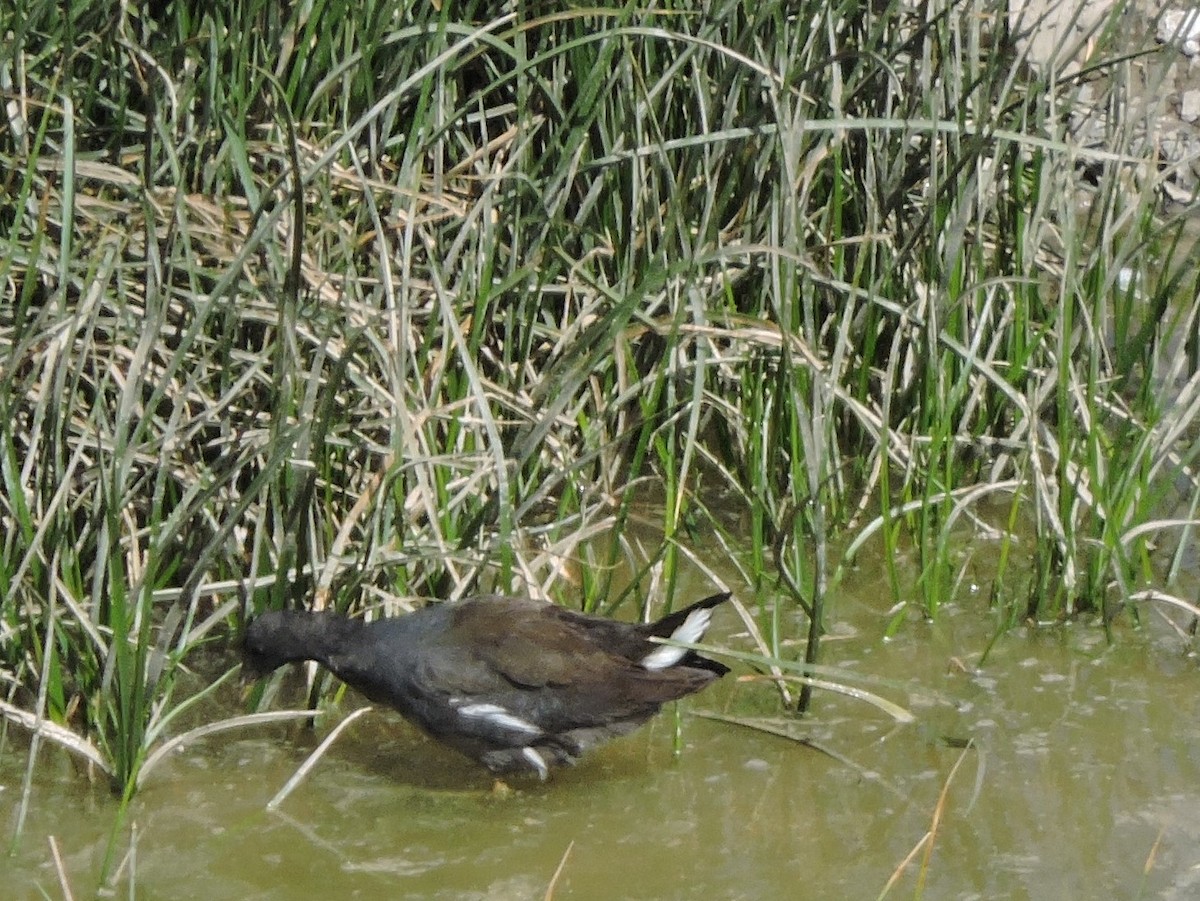 Common Gallinule - ML476475441