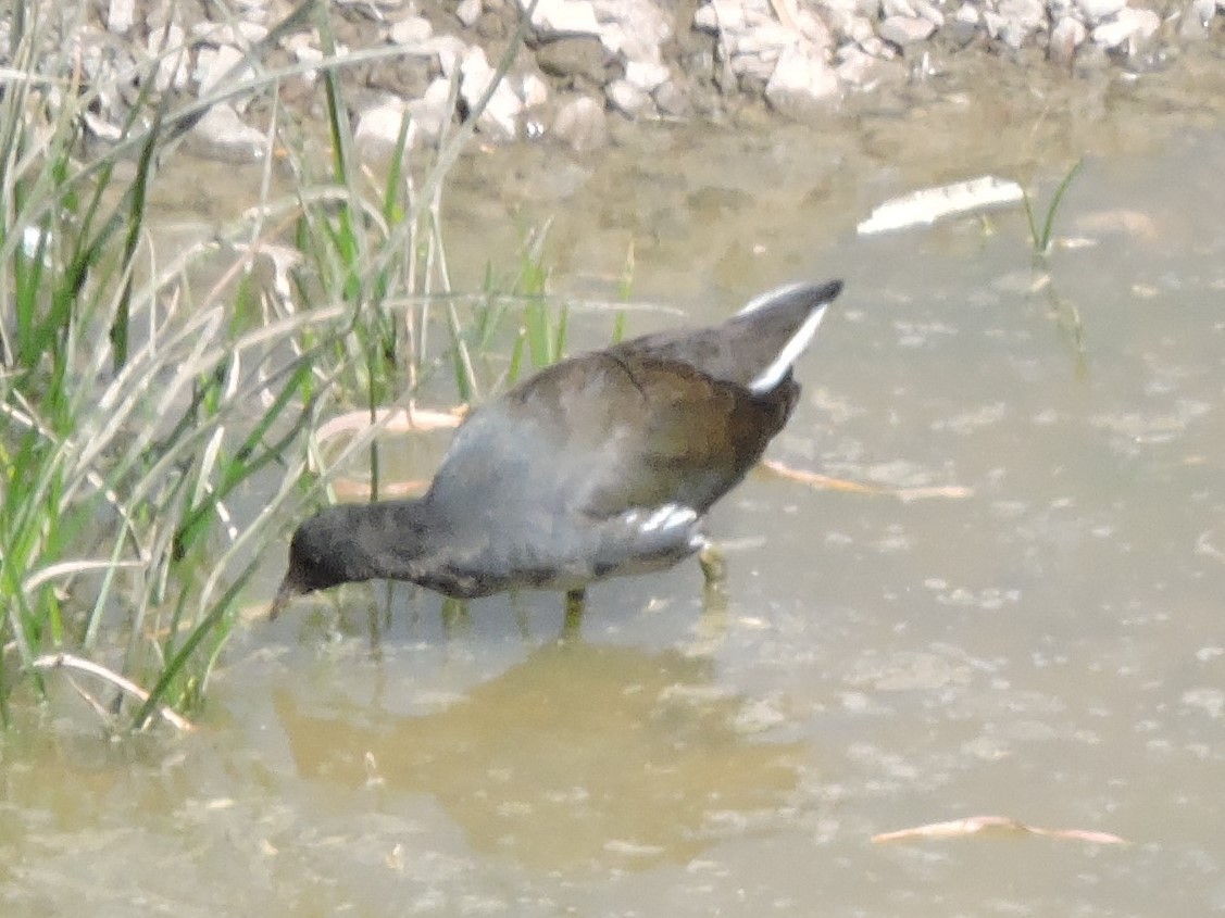 Common Gallinule - ML476475451