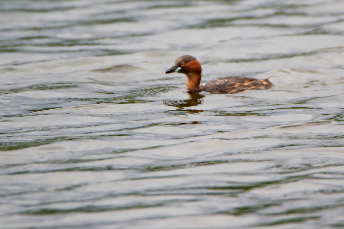 Little Grebe - ML476475561