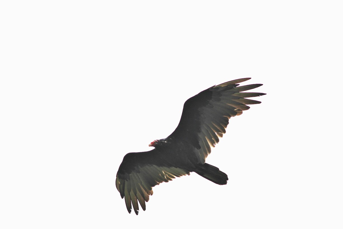 Turkey Vulture - ML476475611