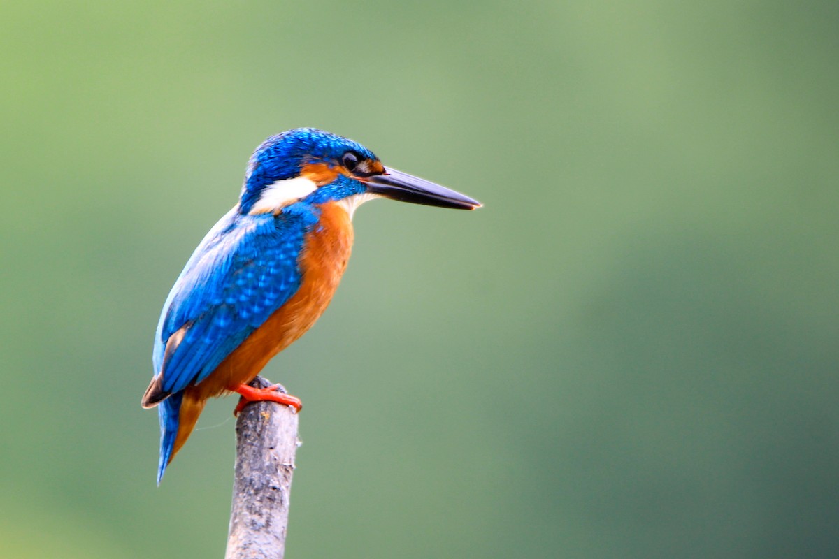 Common Kingfisher - Krishnamoorthy Muthirulan