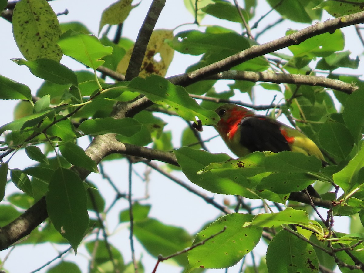 Scarlet Tanager - ML476476151