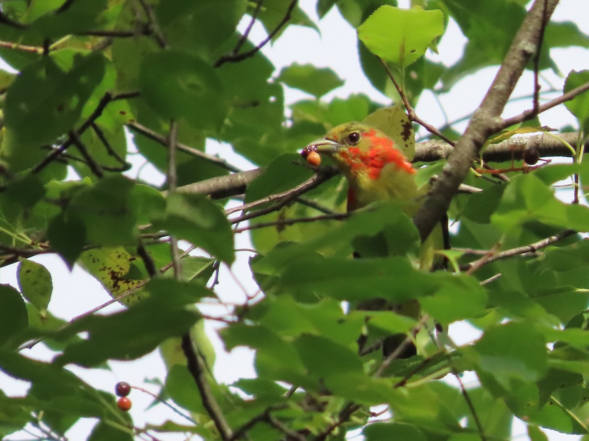 Scarlet Tanager - ML476476161