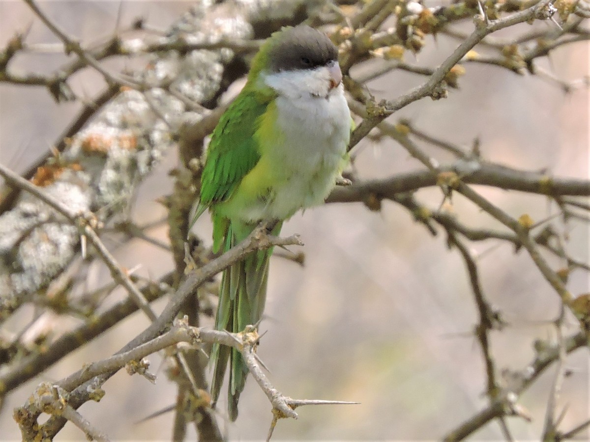 Gray-hooded Parakeet - Michael Clay