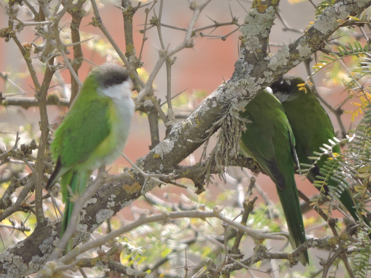 Gray-hooded Parakeet - ML476476331