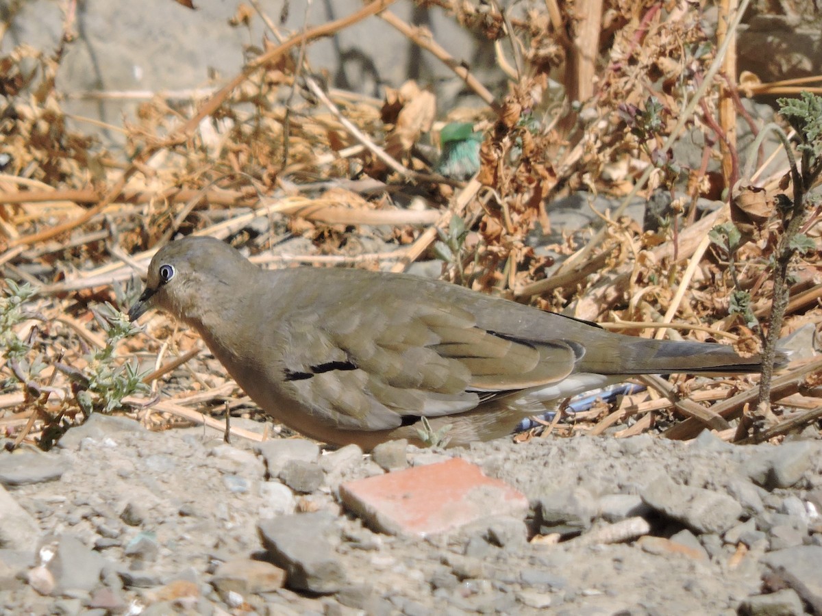 Picui Ground Dove - Michael Clay